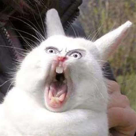 crazy bunny gif|crazy bunny meme.